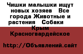   Чишки-малышки ищут новых хозяев - Все города Животные и растения » Собаки   . Крым,Красногвардейское